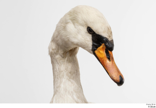 Mute swan beak head 0001.jpg